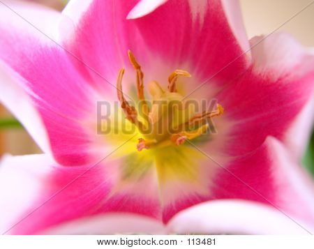 Tulipano 1
