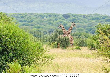 Giraffe Close To The Road, Lake Manyara, Tanzania