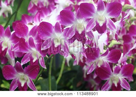 Dendrobium Sonia Orchid