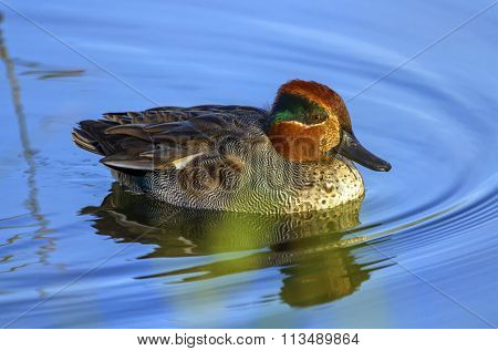 Male eurasian or common teal, anas crecca
