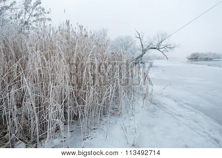 Morning frost on the reeds near the river