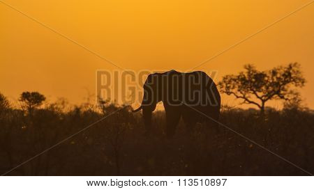 African Bush Elephant In Kruger National Park