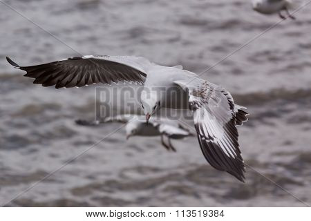Beautiful bird, Brown headed Gull ,Seagull on flying profile. Bangpu Samuthprakharn,Thailand