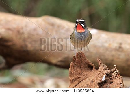 Beautiful of Siberian Rubythroat Bird, in nature of Thailand