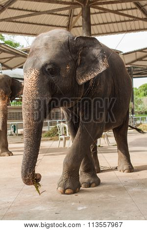 Elephant Show In Thailand.