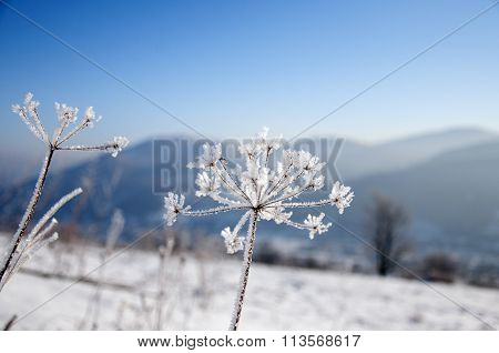 Winter In Mountains, Dill Covered Frost