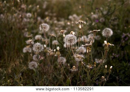 field of dandelions