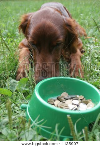 Setter (perro) con dinero