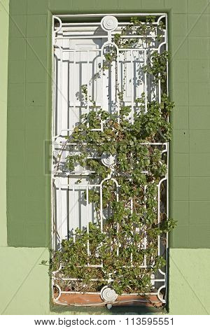 Door With Vine Over It. Valencia. Spain