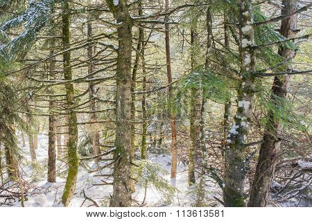 Snowy forest in Parnitha mountain Greece.