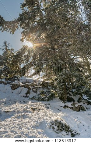 Snowy landscape in Parnitha mountain in Greece.