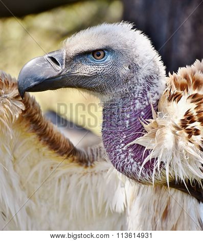 Large Cape Vulture