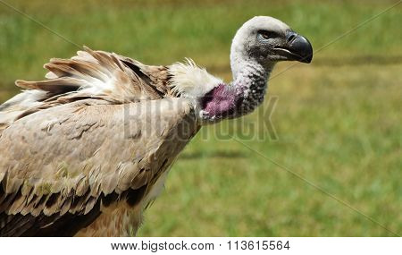 Large Cape Vulture
