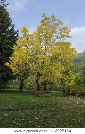 Beauty color trees in autumn, Pancharevo