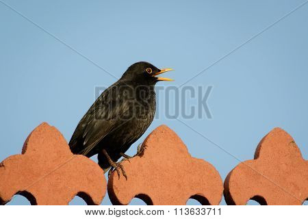 Male Blackbird (turdus Merula)