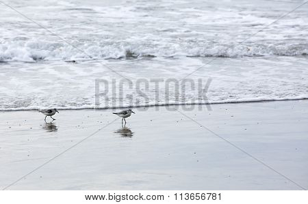 Western Sandpiper