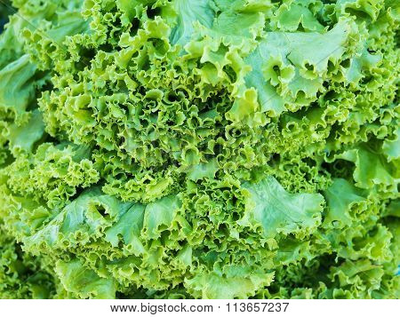 Green Leaf Lettuce