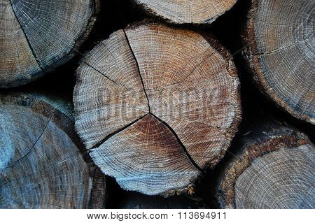 Cross section of tree trunk. Painted grey wooden annual rings.Tree rings in the trunk.