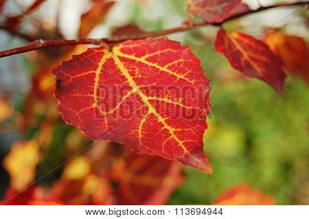 Red leaves in autumn.