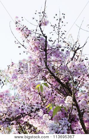 Tabaek Is Beautiful Bunches Of Pink Flowers.