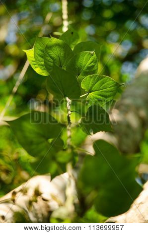 Green Leaf Background And  Blue Sky.