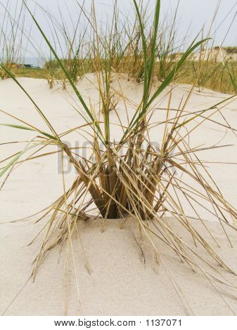 Dune Grass