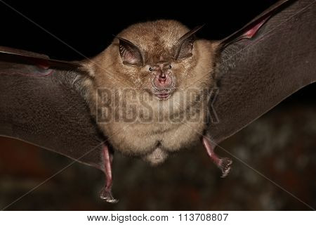 Greater Horseshoe Bat Flight