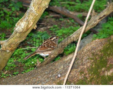 Bianco – throated Sparrow (Zonotrichia albicollis)