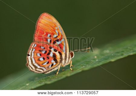Red Harlequin Butterfly