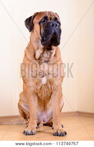 Portrait Of Dog Bullmastiff