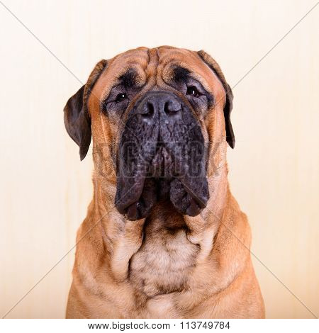 Portrait Of Dog Bullmastiff
