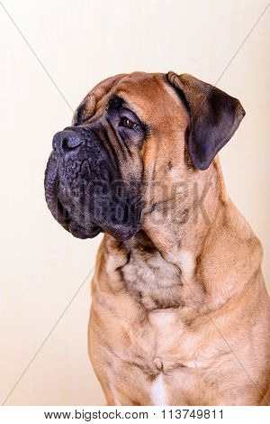 Portrait Of Dog Bullmastiff