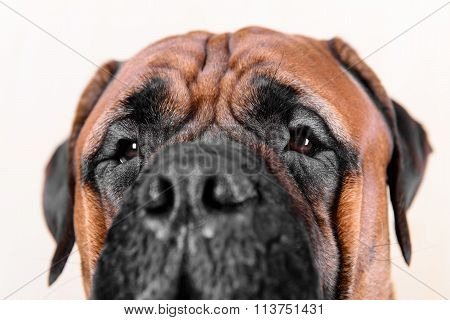 Big Nose And Eyes Of Dog