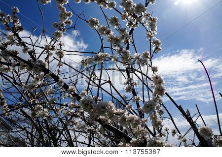 Nanking Cherry Blossoms