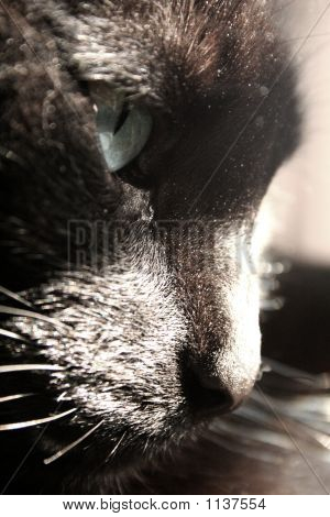 Черная кошка