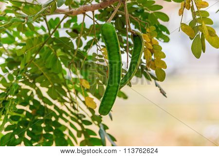 Mimosa Raw Pod (rain Tree)(samanea Saman (jacq.))