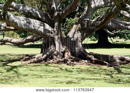 Moreton Bay Fig Tree