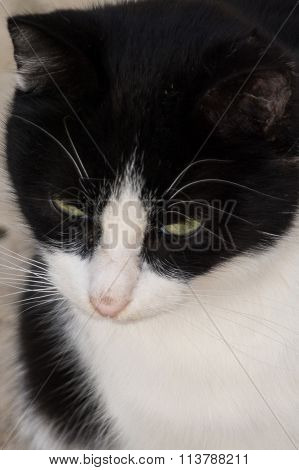 street cat portrait