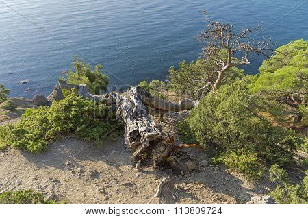 Fallen Relict Pine. Crimea.