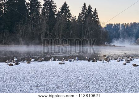 Birds In Freezing Temperatures