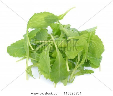 Group of brassica juncea leaves on white