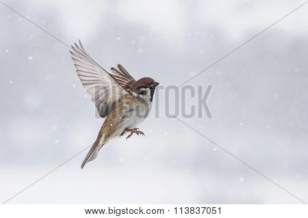 the Sparrow flies in winter