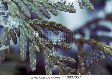 carved snowflakes on a branch