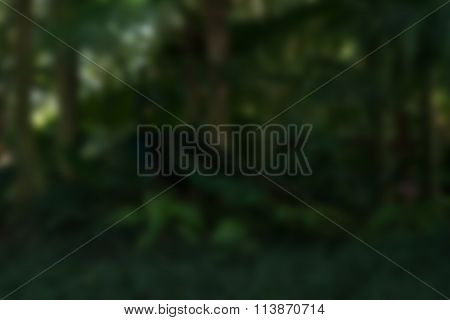 Bird park Bali Indonesia Travel theme blur background