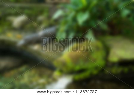 Reptile park Bali Indonesia Travel theme blur background
