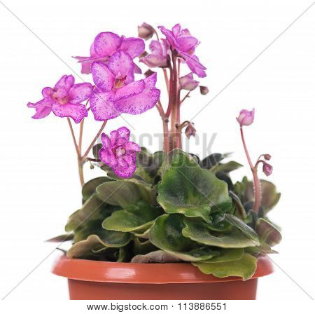 Beautiful Violet Flower