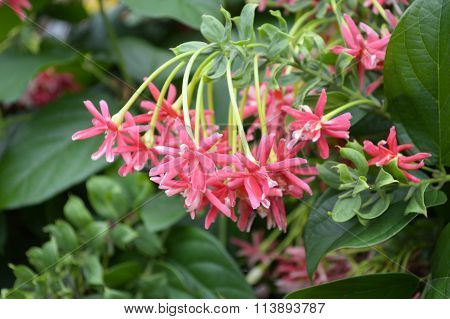 pink rangoon creeper flower