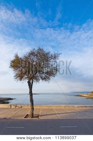 Tamarisk Tree