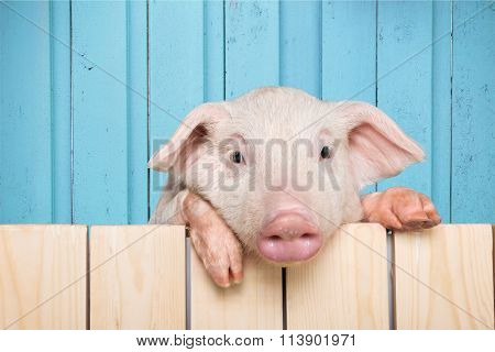 Pig.