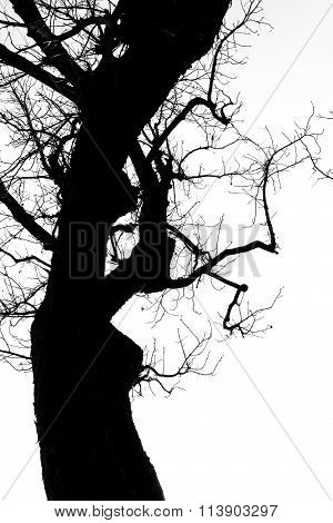 Sahdow Of Tree
